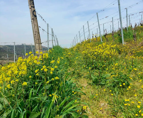 Valli Unite visits Amsterdam, fresh wines from Veneto and Portugal