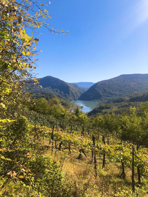 Invitation: Annual Georgian Tasting at Restaurant Choux