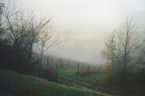 Release of aiged Matassa, fresh De La Borde, De La Loue and domaine wines by L'Octavin, re-stocks of Marto and Andi Mann, the Holiday-schedule, intro of new team member Tom and more!