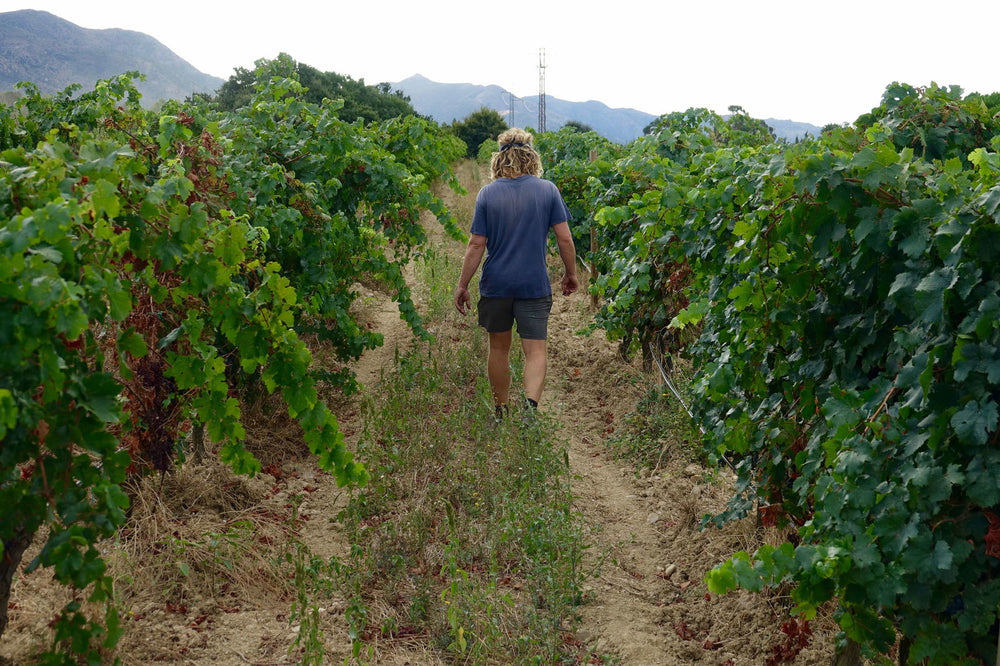 Grapehunters