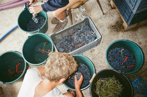 L'Absurde Génie des Fleurs