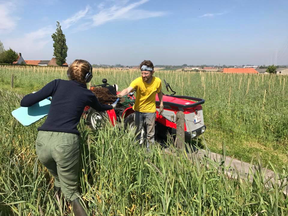 Wijngaard Lijsternest