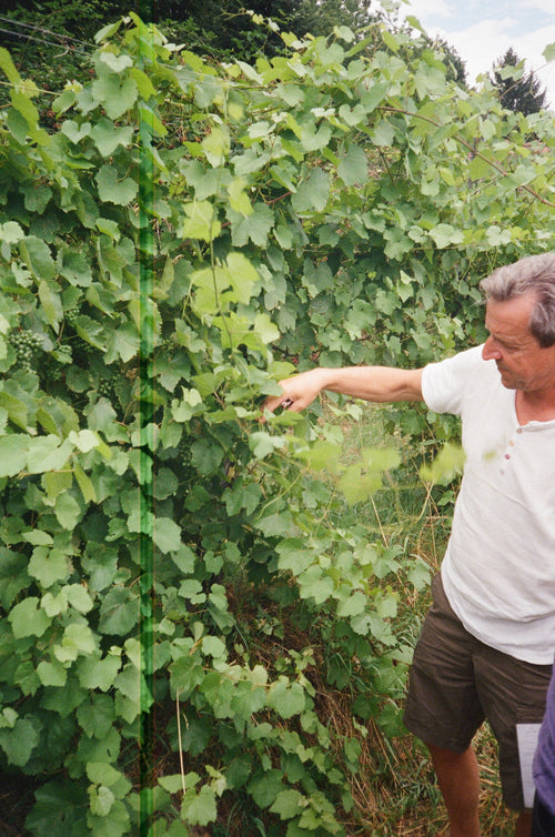 Weingut Strohmeier