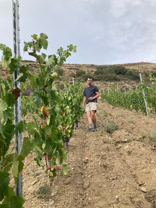 Domaine Cotzé - Riptide 2024 - alternate view