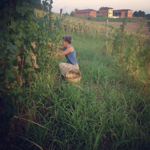 Cascina Tavijn - Little Teresa 2020 - alternate view