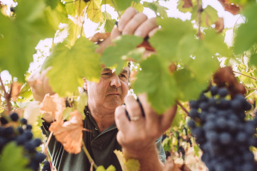 Donati Camillo - Malvasia 2023 - alternate view